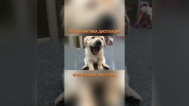 🐕📝🐾 Профилактика дисплазии: физические нагрузки