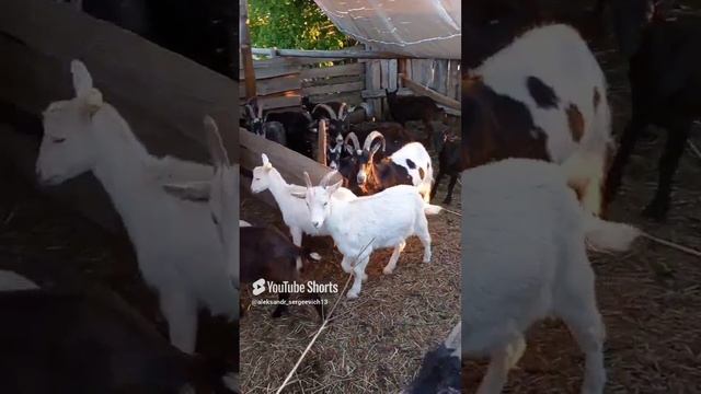 Загоняем козочек для вечернего доения