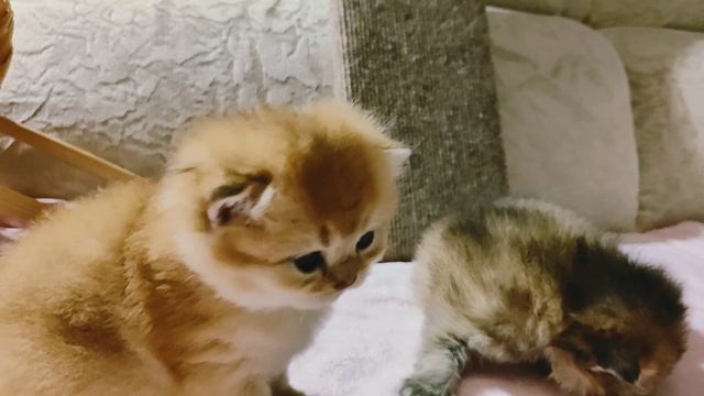 1007172778.mp4