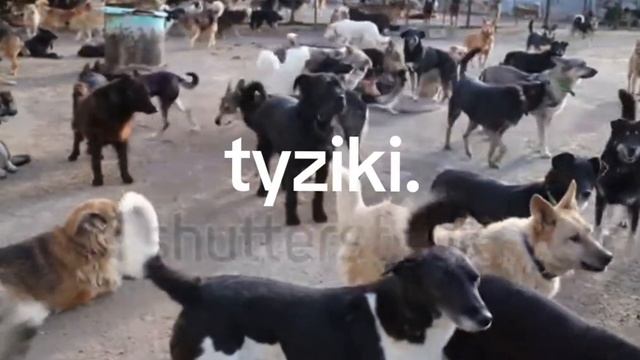 Тузикиии