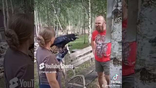 Говорящий ворон Карлуша
