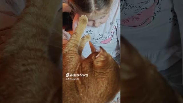 кот кусака
