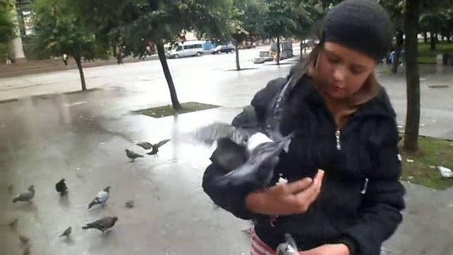 Наглые голуби