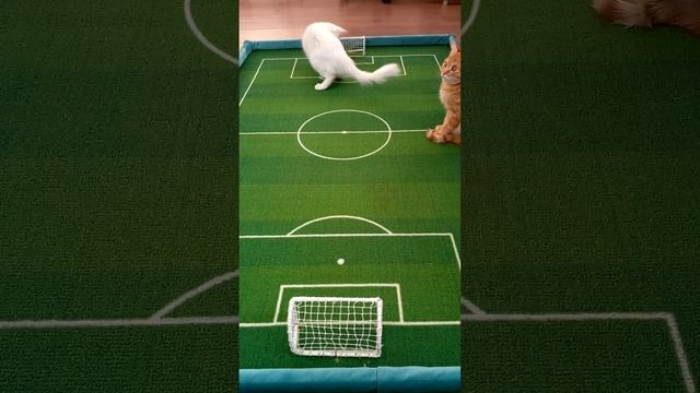 ⚽ 🏆 Футбол. Чемпионат мира среди котят.08.12.24. Шорты.