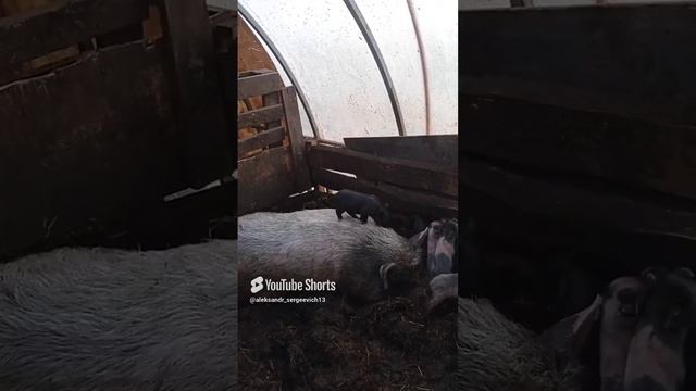Поросёнок лазает по маме