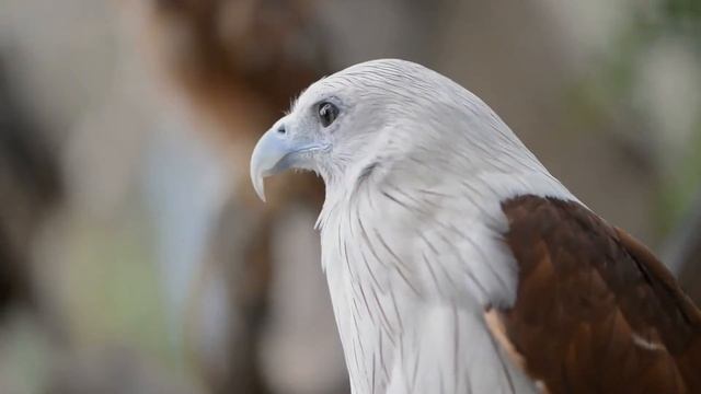 Brahminy Kite facts 🦅 Red-backed Sea-eagle 🦅 In 🇦🇺 does it mob other eagles?