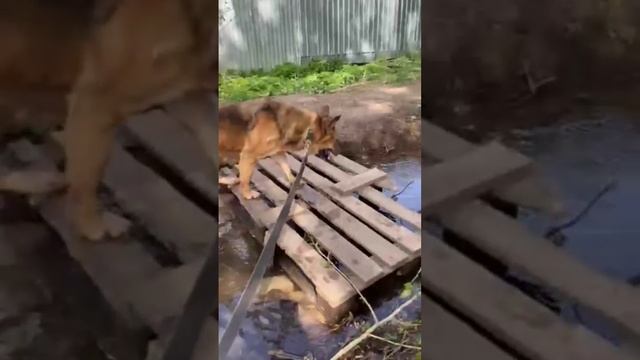 Сколько их еще таких, выживающих на задворках приюта и такая Пулька