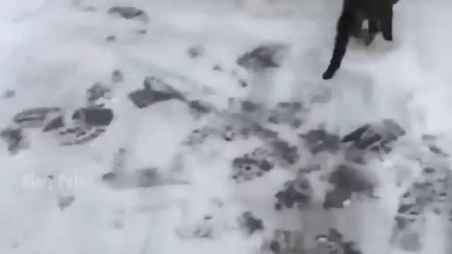 Ежедневные котики 17