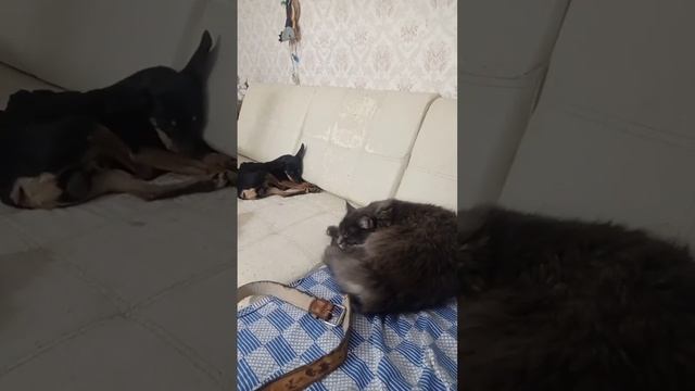 Вечером на отдыхе #knot #cat #cats  #catvideos