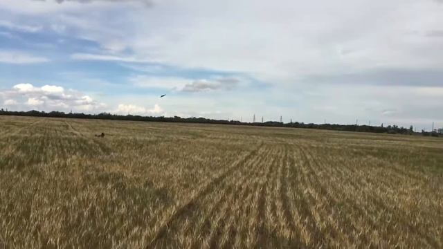 Сапсан чуть не отхватил от чеглоков!The peregrine falcon almost snatched away from the hobbyists!