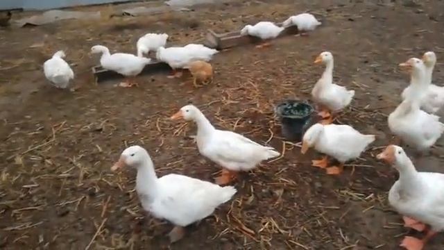 Стая гусей спасла младенца, упавшего с девятиэтажного дома.