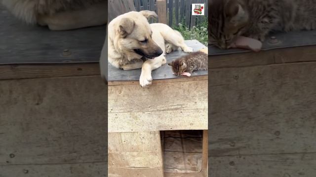 Так было в Эдеме ❤️❤️❤️ Так будет в Вечности 👼🌈😽❤️🐶 #Мирумир #Worldpeace