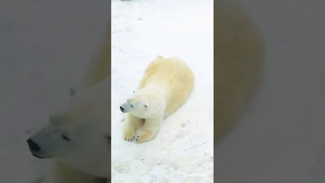 Милые зверюшки