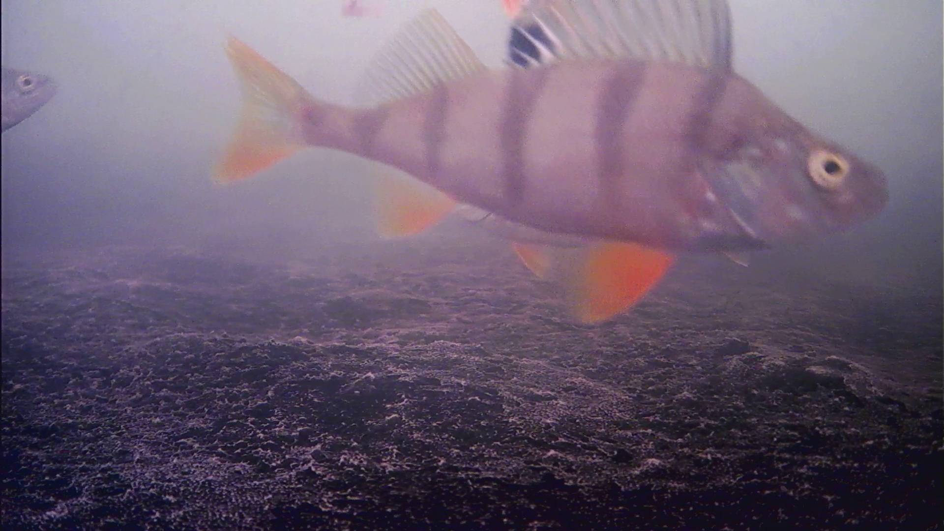 ЭТО НЕ ПЕРВЫЙ ЛЁД-ЭТО КАКОЕ-ТО ГЛУХОЗИМИЕ.