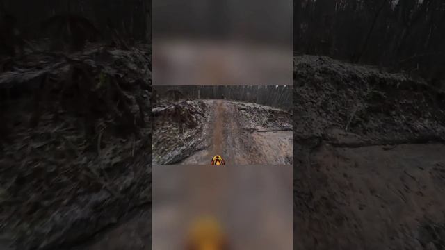 Лесные тропы