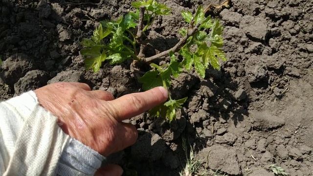 Виноград. 2й год. Что оставить , что убрать?..