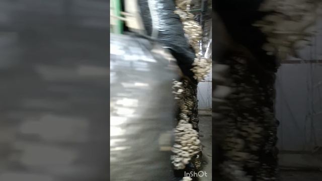 поездка на грибную ферму