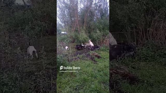 Только хруст в лесу стоит, только козочки едят)