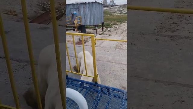 Белый мишка пос. Харасавей