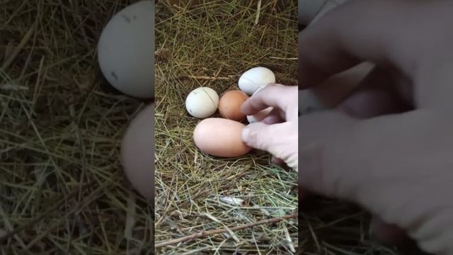Куры "выдают" торпеды.