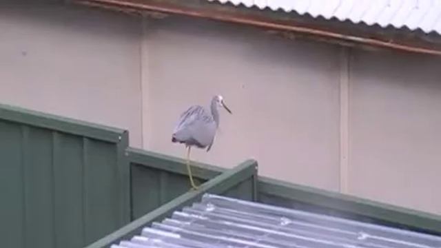 White-faced herons/ Белощекие цапли на нашем дворе