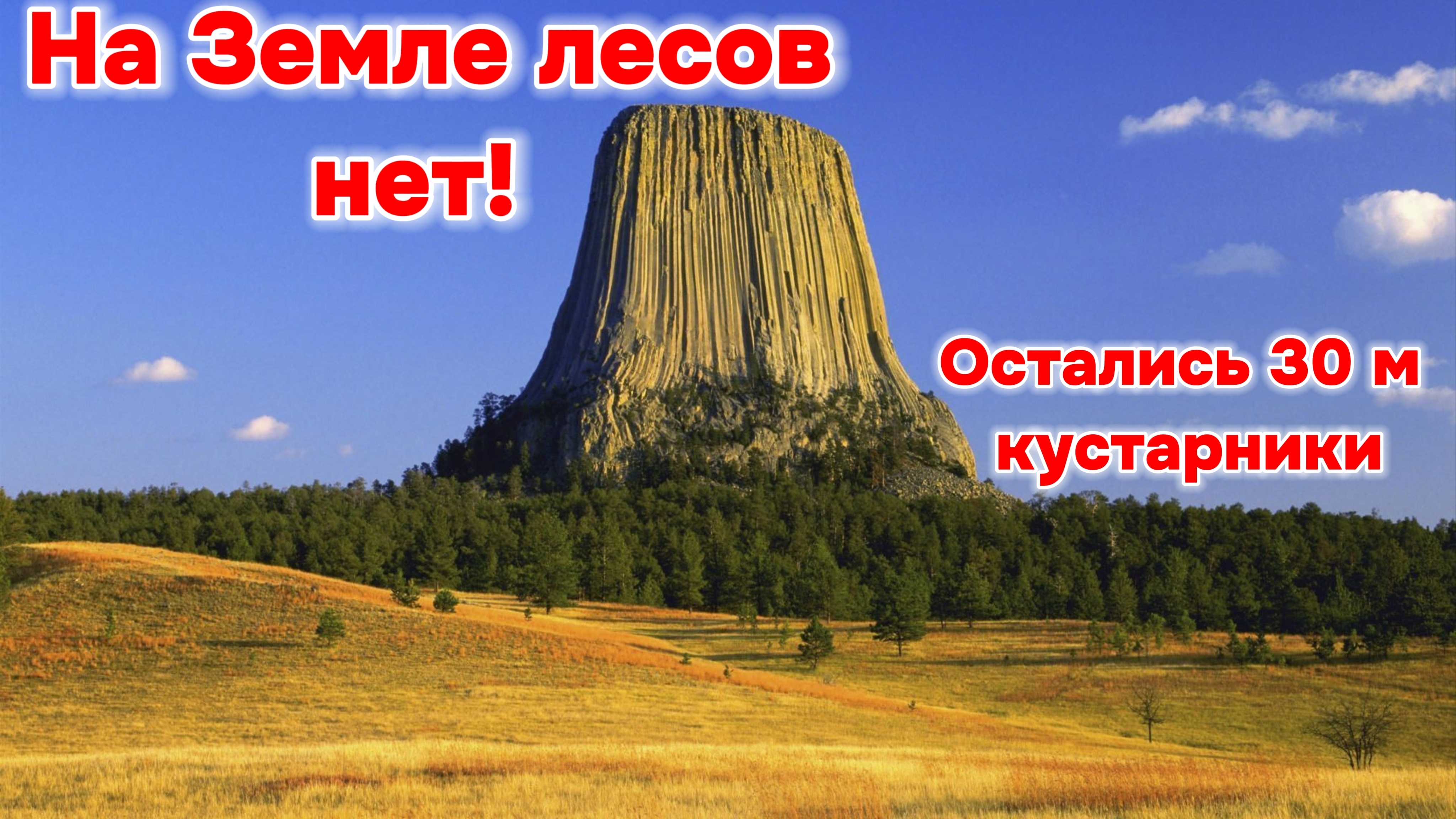 На Земле лесов нет!