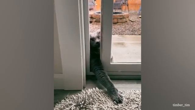 Ежедневные котики 21