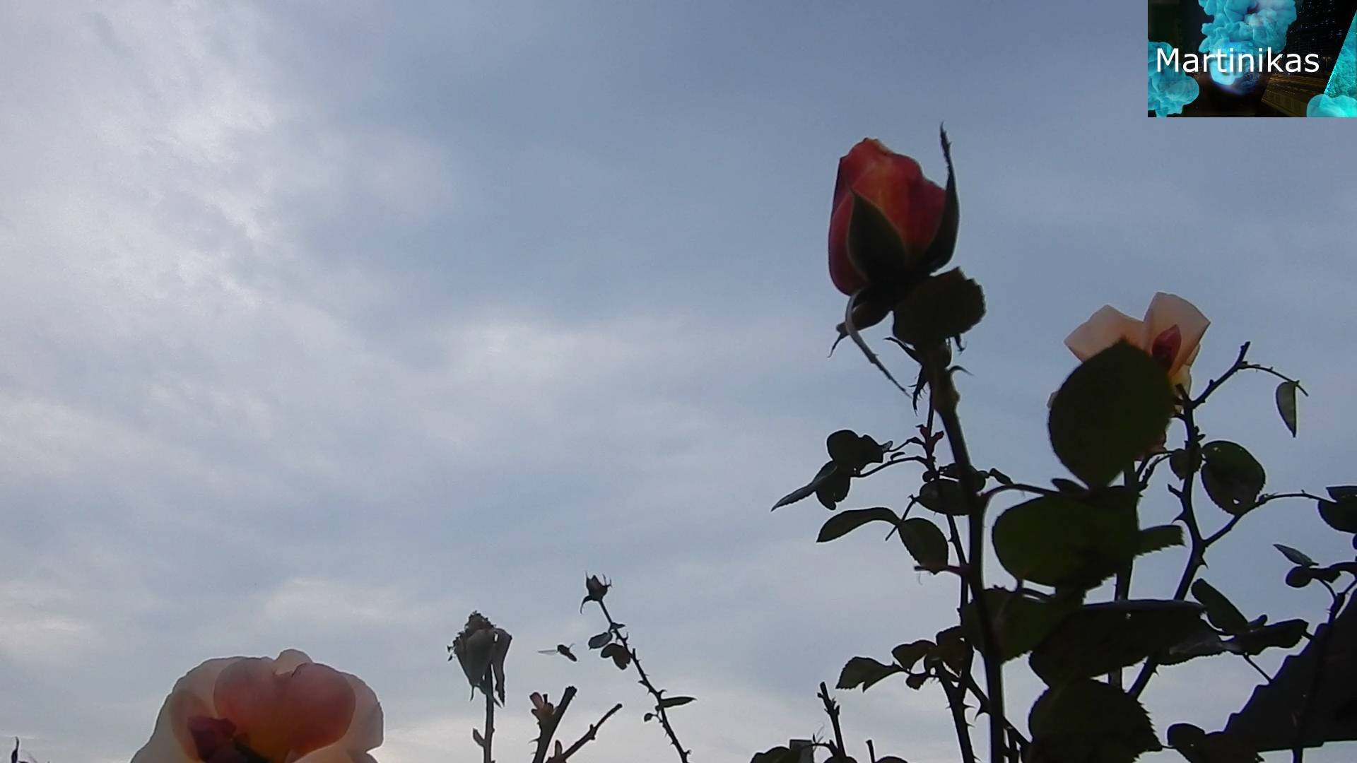 Севастополь , 8 дек 24г , Розы Виноград и нужен совет, что делать с Лавром Благородным