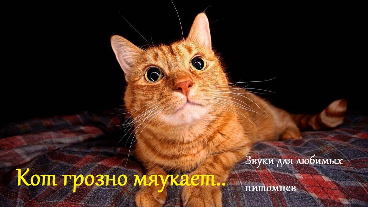 Кот грозно мяукает. Звуки для любимых питомцев