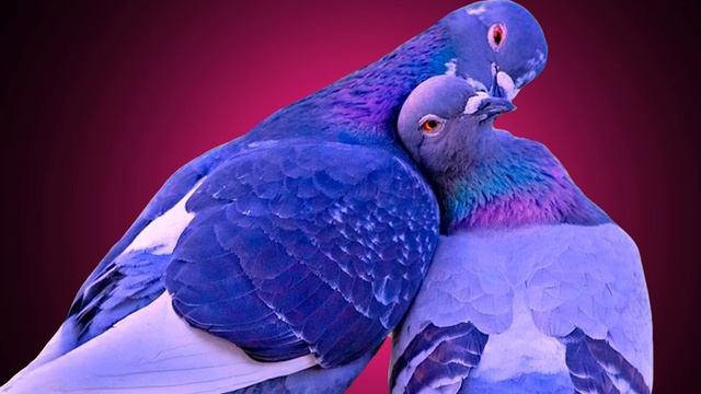 Голуби. Кавер под гитару. Исполняет Николай Саллас