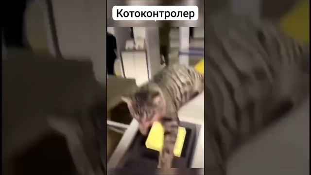 Котоконтроль