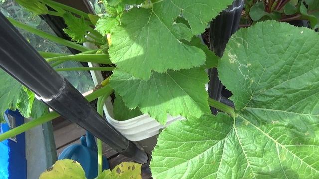 Zucchini Squash Pumpkins & Cucumbers - How to Hand Pollinate to Increase Production Tulle for Pest