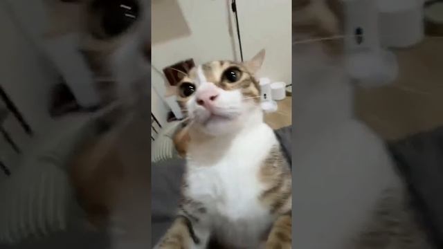 Мы в ВК https://vk.com/life_of_cats