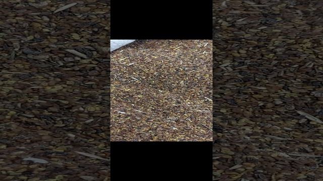 1000065950.mp4