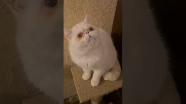 1000052920.mp4