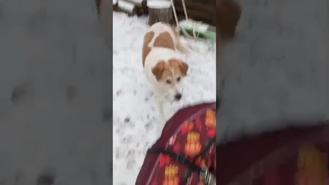 Васильки рулят😊