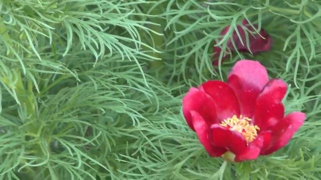 ВАЛЬС ЦВЕТОВ.Видео Татьяны Крестьянсковой