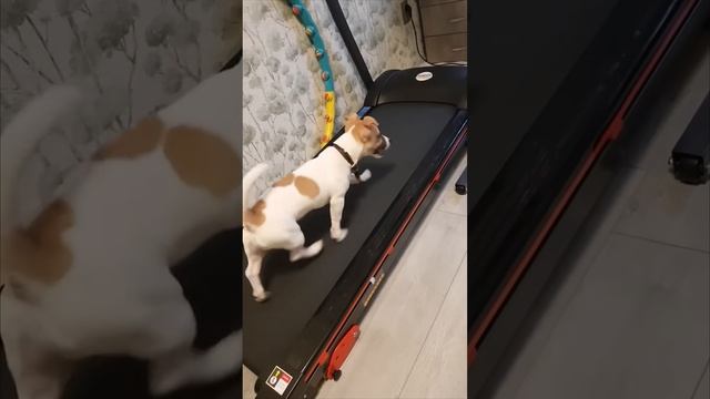 Выгул собаки