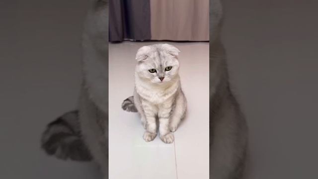 "Праздник к нам приходит" 🎄 Или не приходит 🐈 Кто плохо себя вёл в этом году? 😈