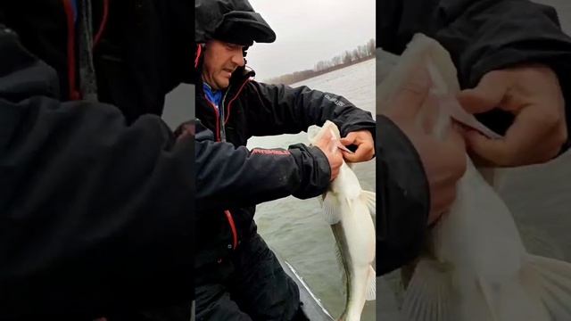 Отпускаем судака #fish