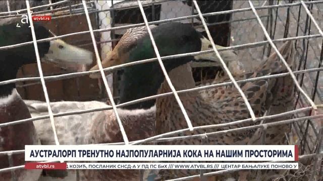 Аустралорп тренутно најпопуларнија кока на нашим просторима