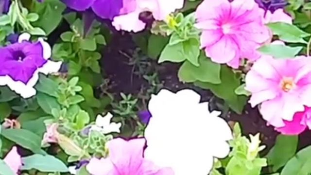 Петуния цветок. Как делать обрезку и почему?
