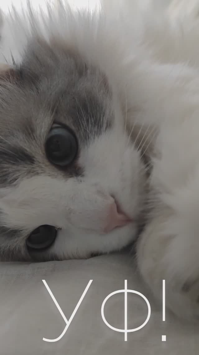 ПРО КОТА