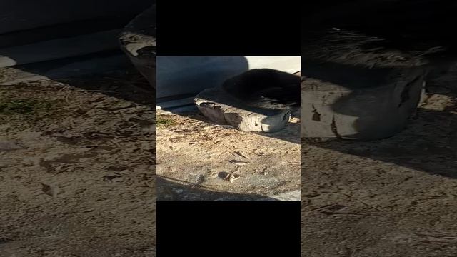 красивый кот😻