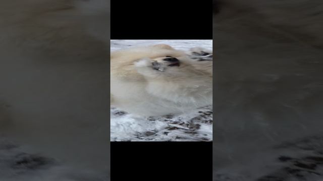 Мой пёсик, с подругой и бабушкой