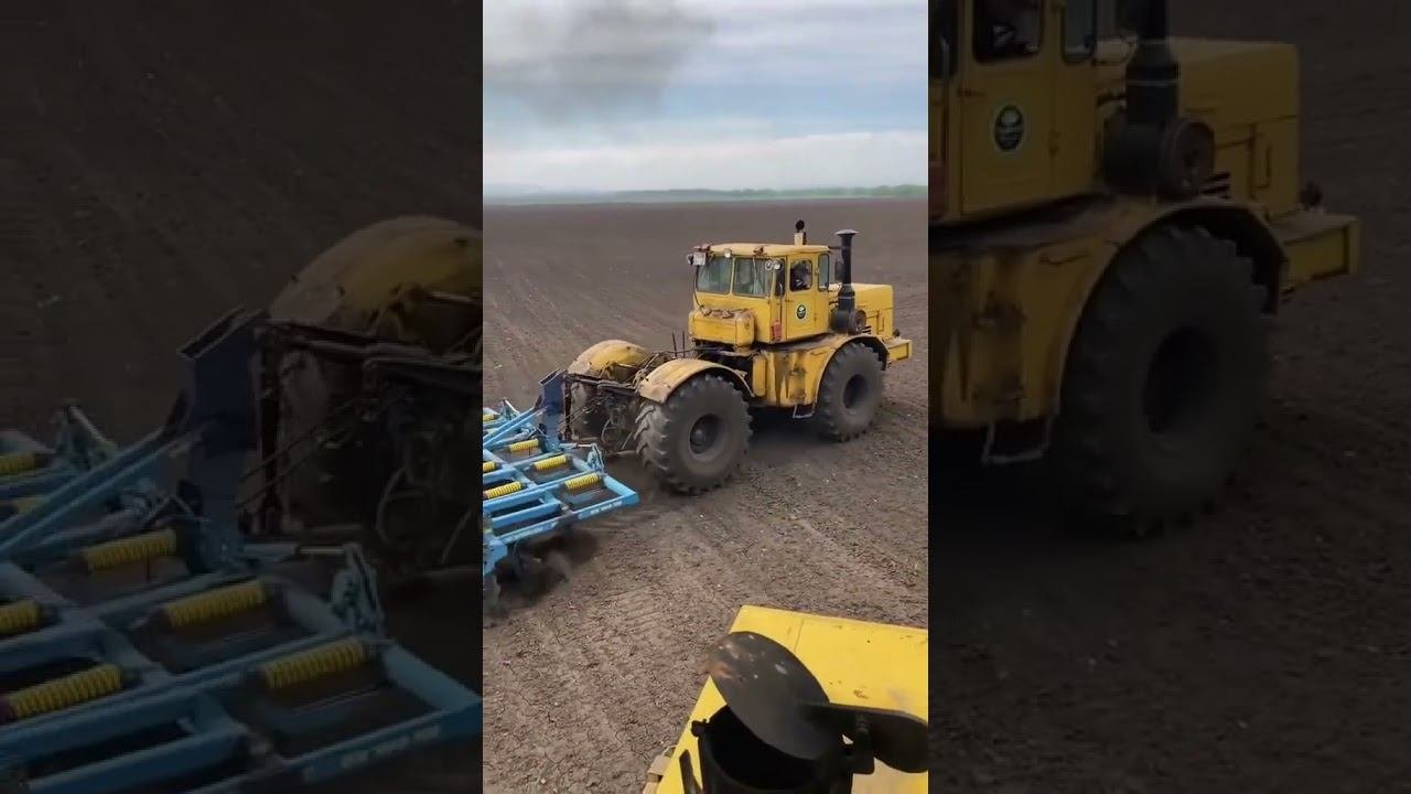 Культивация Кировец к700 #трактор #farming #agriculture #сельскоехозяйство #механизатор