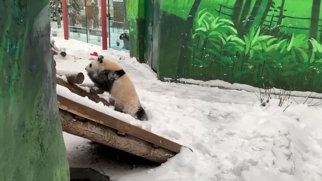 🐼Пандочка Катюша из Московского зоопарка радуется снегу🐼