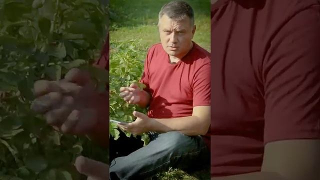 Сделай ЭТО перед выкопкой картофеля