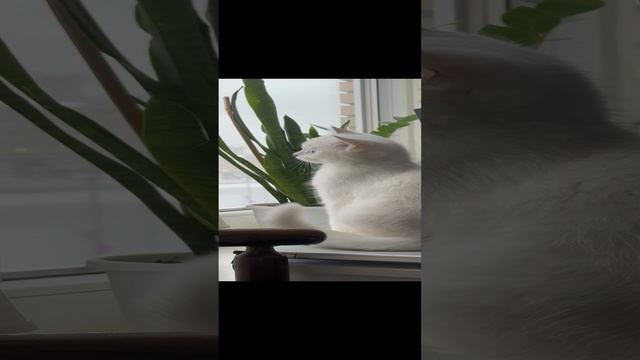 Пени наблюдает за птичками