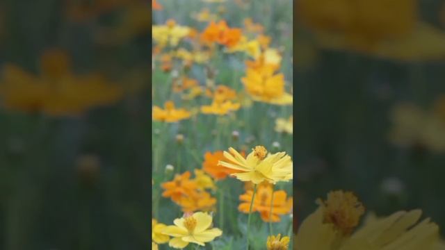 Летние АСМР звуки природы на цветочной поляне для отдыха нервной системы.